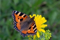 David Plant Photography - Wildlife Photography - Small tortoiseshell - E